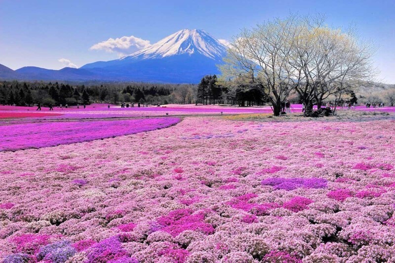 Цветущие поля у подножия горы Фудзи в Японии