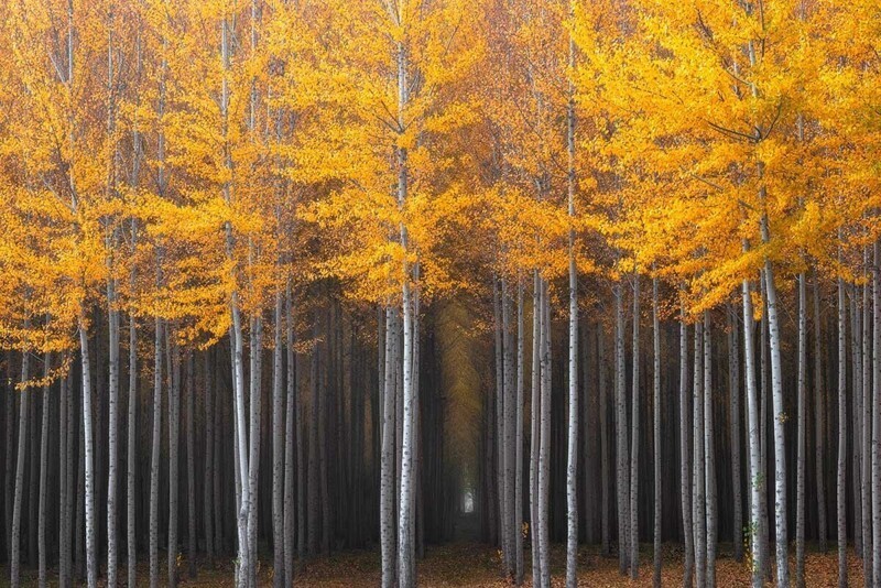 Таинственный лес, Орегон, США