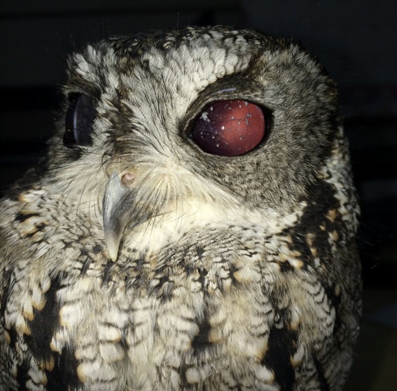 Люди спасли слепую сову с "космическими" глазами