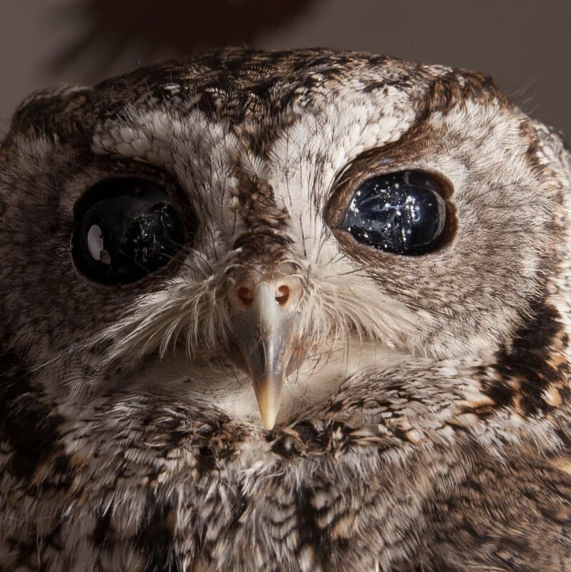 Люди спасли слепую сову с "космическими" глазами