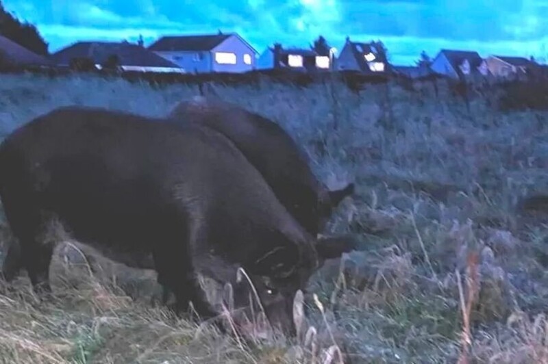 В Англии "банда" свиней держит народ в страхе