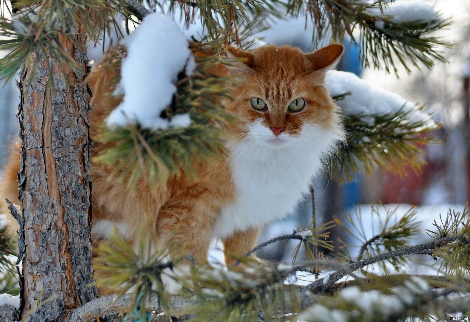 Звери декабрь. Пушистая зима. Зима животные. Кошка зима. Кошки зимой.