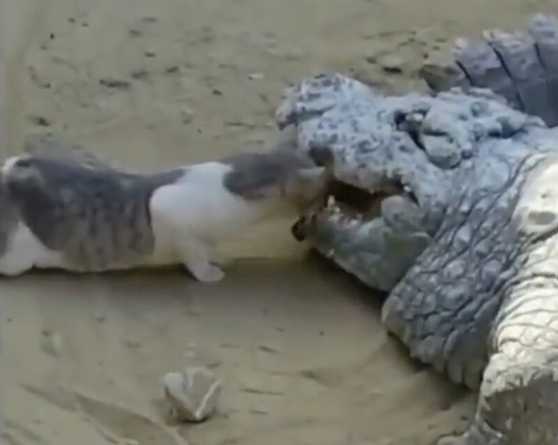 Проголодался: смелый кот достал мясо из пасти крокодила