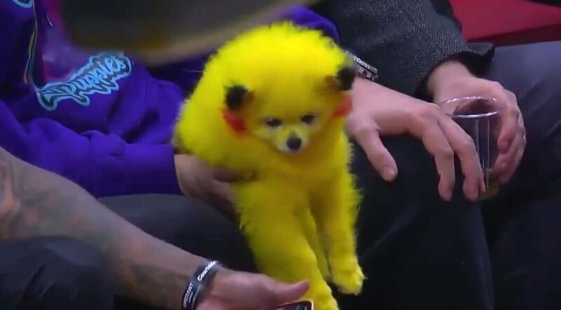 Мужчина с покрашенной в жёлтый цвет собакой возмутил пользователей сети