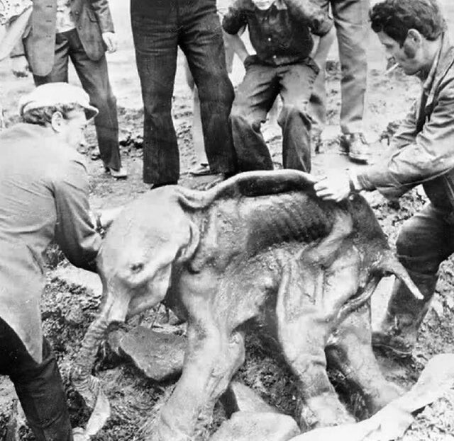 Первая хорошо сохранившаяся туша шерстистого мамонта, обнаруженная в северо-восточной Сибири в 1977 году. Он погиб около 40 000 лет назад