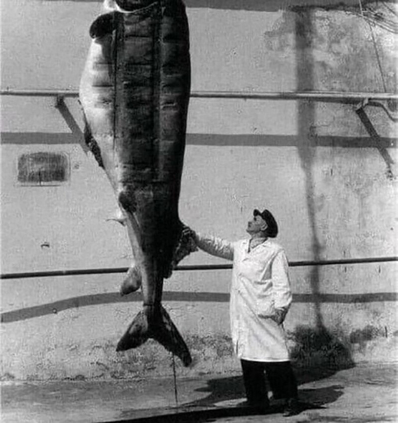 Белуга 500 кг. Азовское море. 1956 год