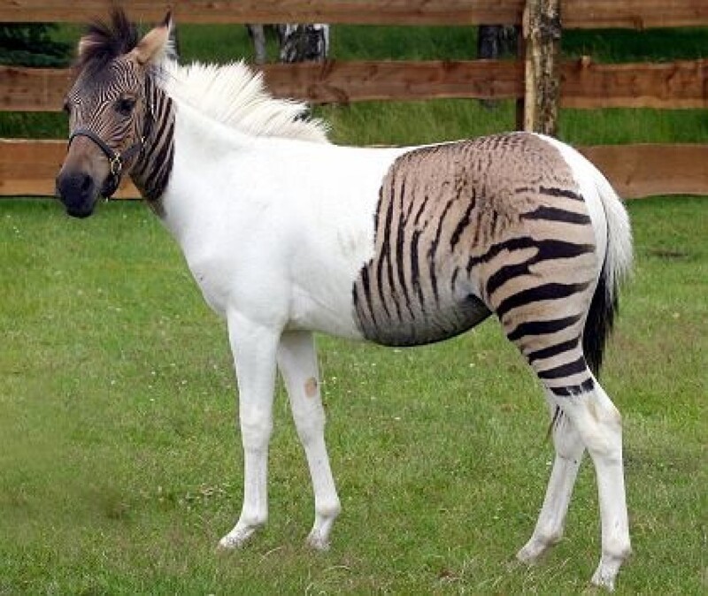 Зеброид — гибрид зебры с лошадью