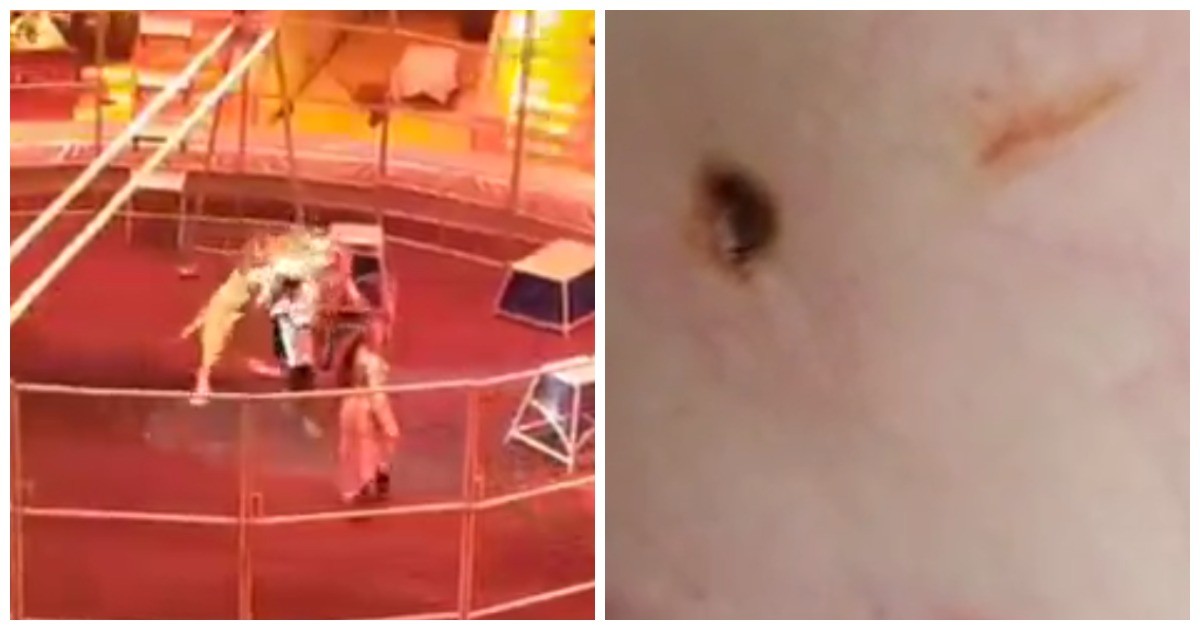 Лев набросился на посетителей сафари-парка в Крыму с обнимашками 05.09.2018 Санк