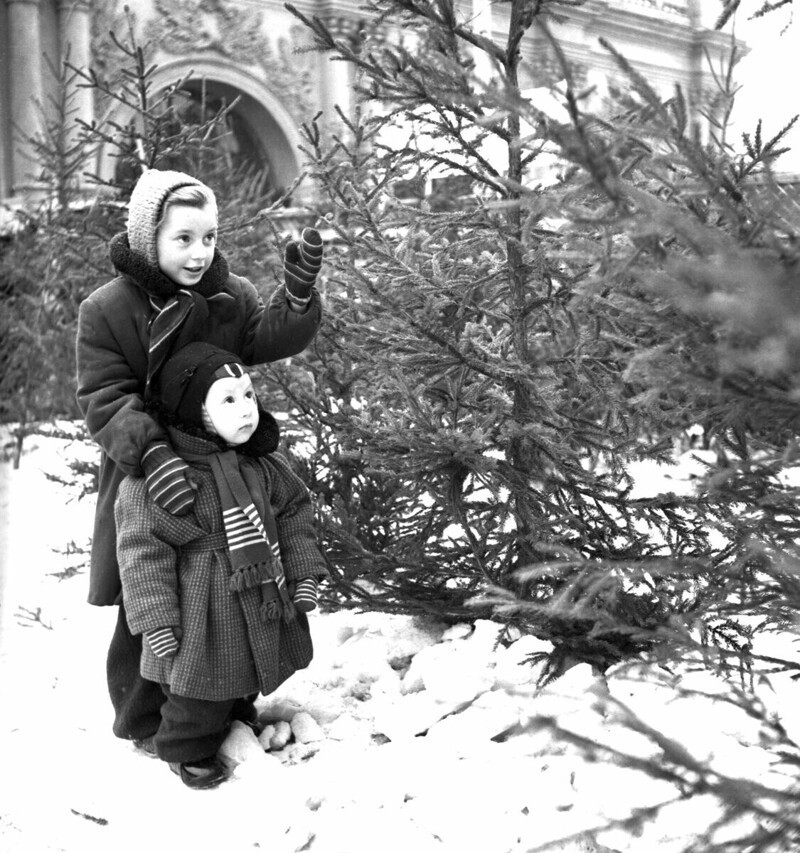 Дети выбирают елку на елочном базаре накануне Нового года, 1956 год