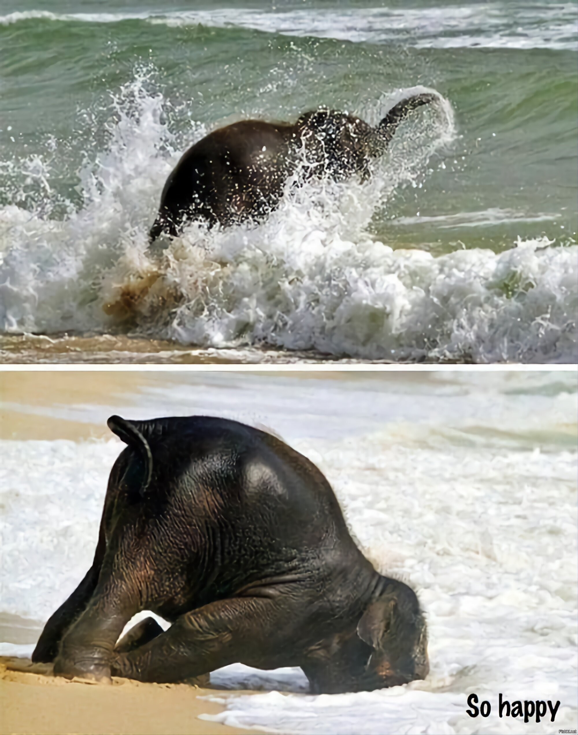 Слоненок на море