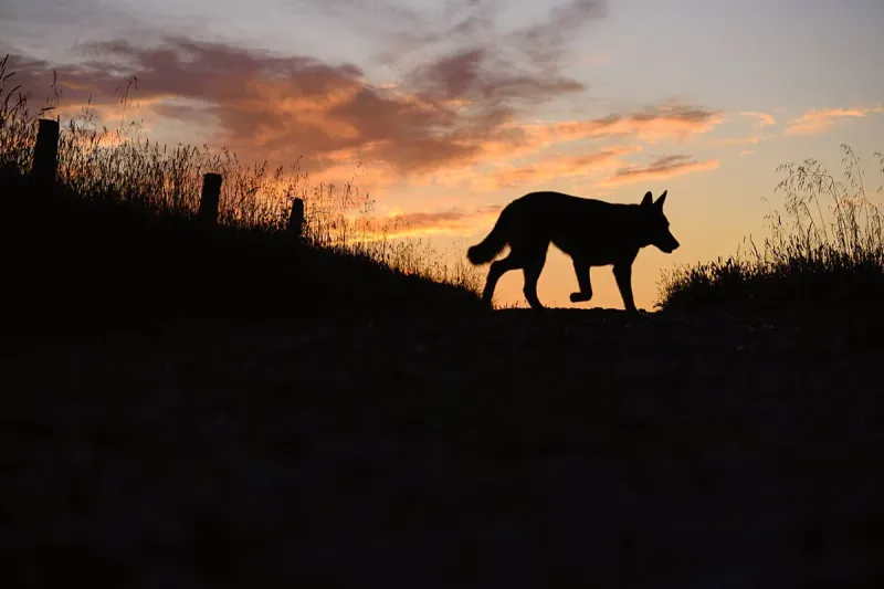 «Санитар леса»: почему волки важны для экосистемы