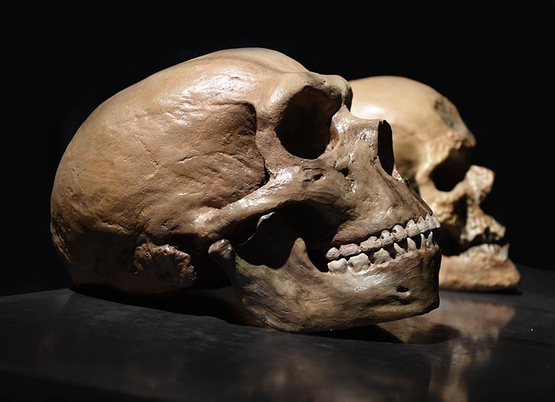 Череп неандертальца (спереди) и человеческий череп (позади)