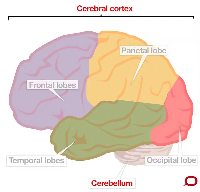 Четыре основные части головного мозга образуют кору головного мозга
