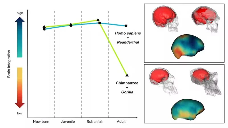 Мозг человека и неандертальца имеет удивительное общее свойство «молодости»