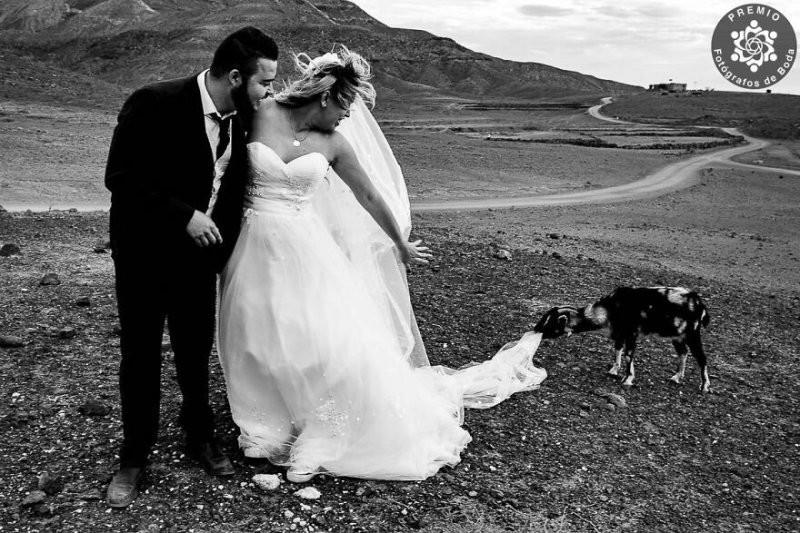 "Кто пригласил козу на мою свадьбу?" Фото Майла Видича (Канарские острова)