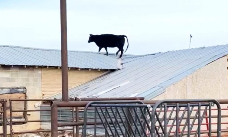 Корова каким-то образом оказалась на крыше на ферме в штате Юте