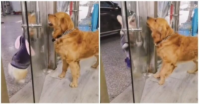Никуда не уходи: собаки выясняют отношения через стеклянную дверь