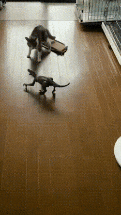 Неравная схватка