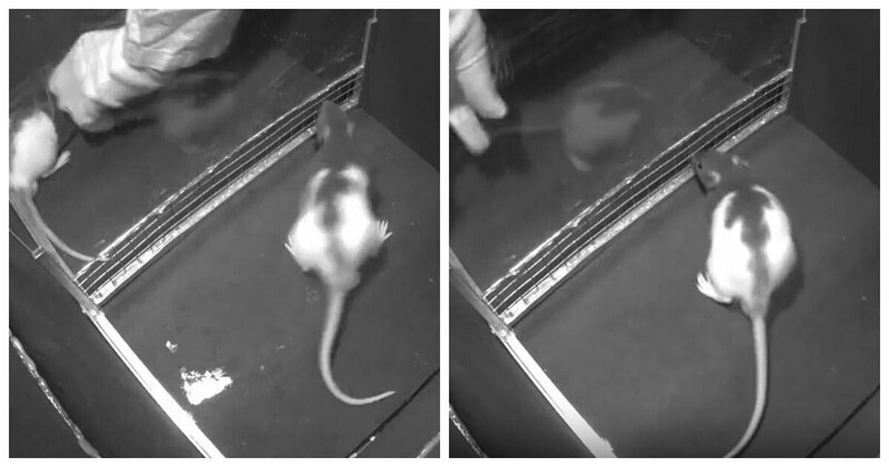 Ученые выяснили, что лабораторные крысы смеются от щекотки