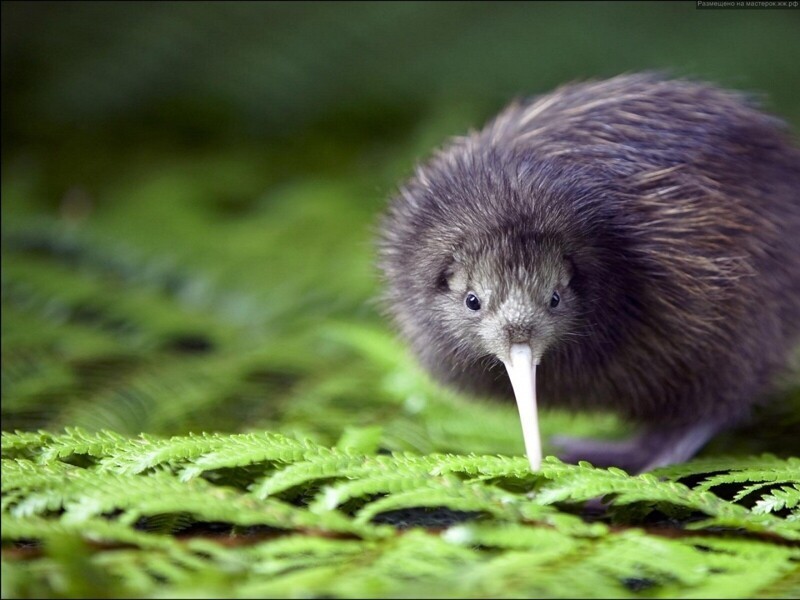 Почему новозеландцы зовут себя "киви"