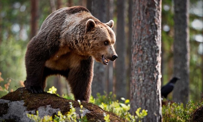 Лиса, медведь, волк и заяц: как в русском языке появились названия самых известных лесных зверей