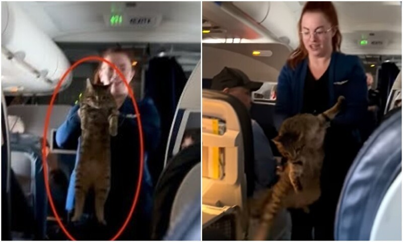 Кошка навела шуму в самолёте во время рейса