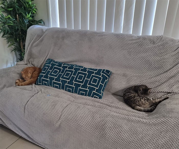 "Через мою кошачью дверь проникли два соседских кота, чтобы сладко поспать на диванчике"