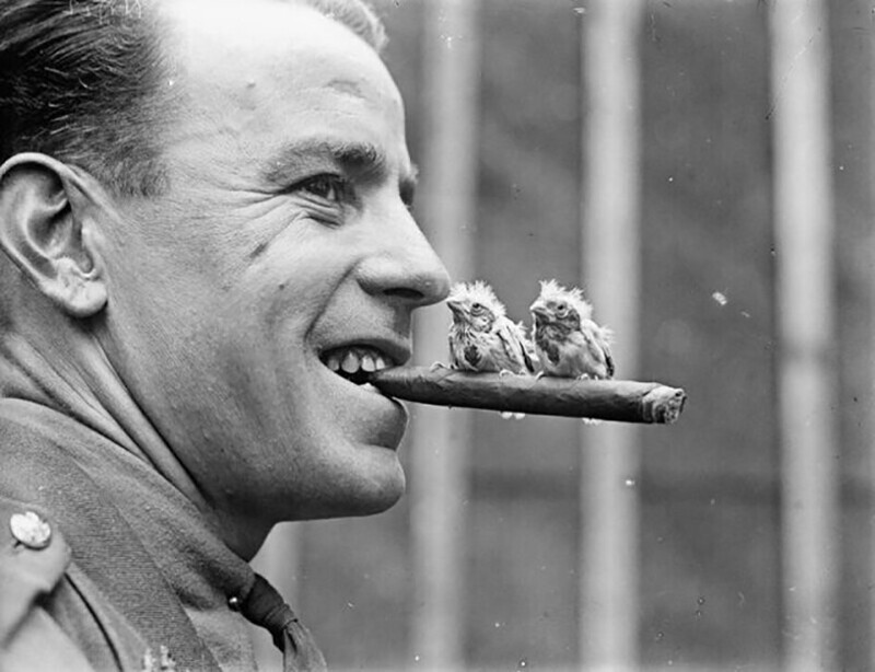 Британский солдат с двумя цыплятами-канареечками на сигаре, 1918 год