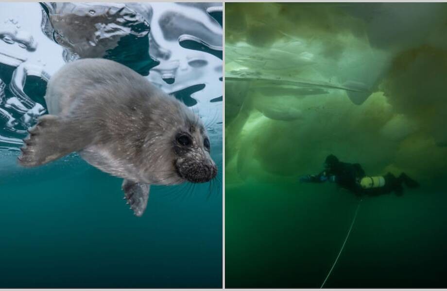 Фотограф отправился искать тюленей на Байкале, и вот что из этого вышло