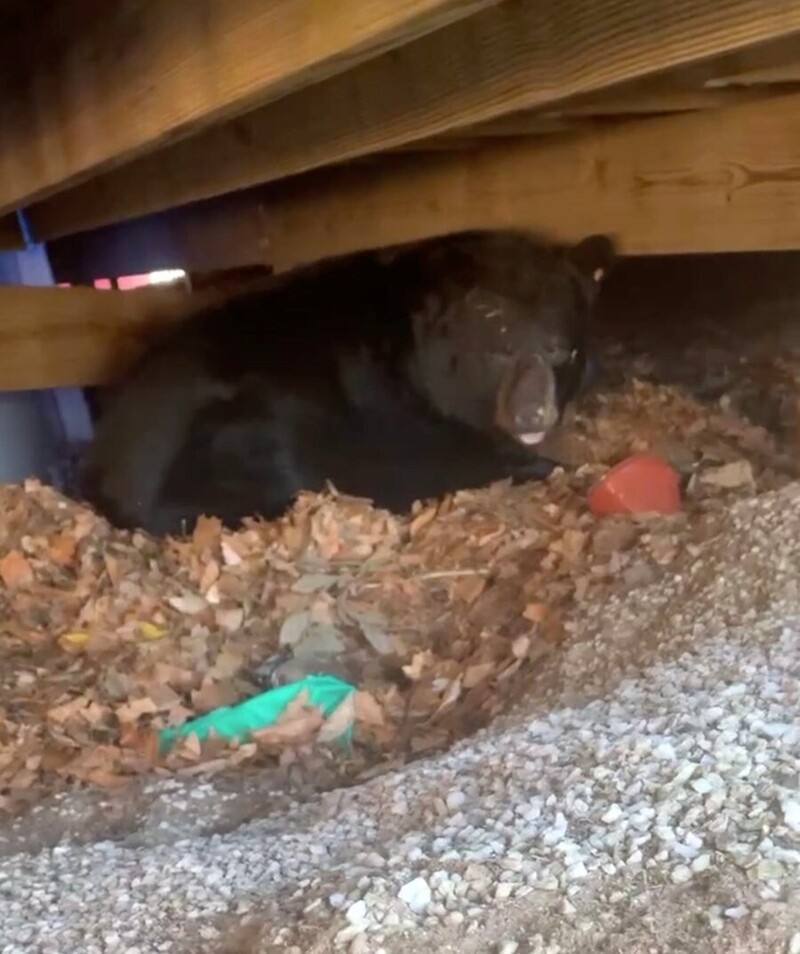 Медведь решил провести спячку под верандой семьи