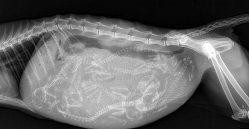 3. Рентгеновский снимок кошки, беременной шестью котятами