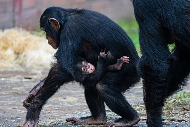 В Англии родился шимпанзе, чей вид рискует исчезнуть с планеты