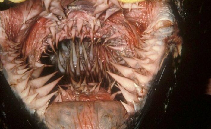 11. Вот как выглядит пасть кожистой морской черепахи