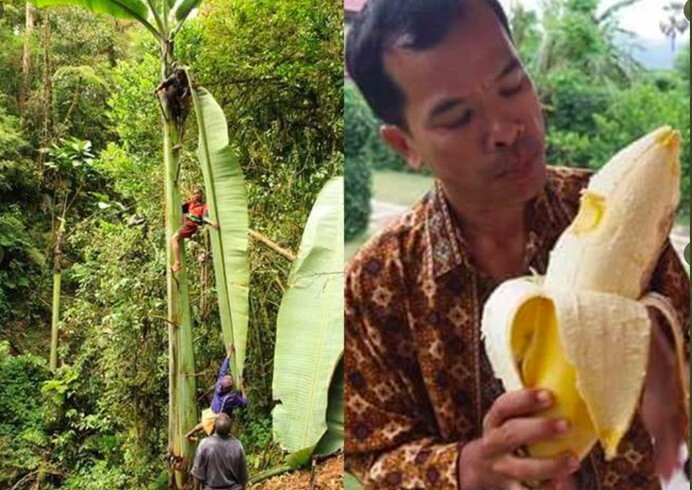 Муса Ингенс, вид самых больших в мире банановых деревьев, растущих в лесах Папуа-Новой Гвинеи и Индонезии. Каждый плод может весить до 4 кг