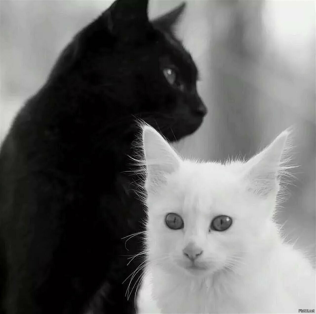 Черно белые кошки и котята