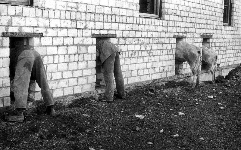 Строительство коровника, Красноярский край, 1984 год. Фотограф Павел Сухарев