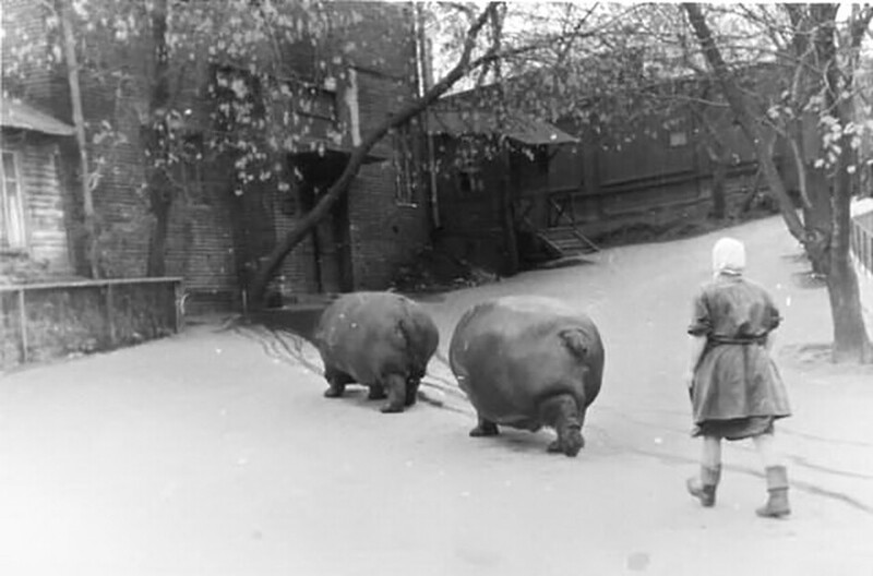 Выгул бегемотов в Московском зоопарке, 1950-е гг.