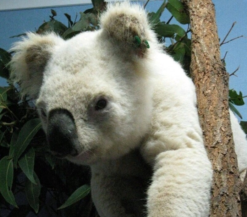 Очаровательная коала