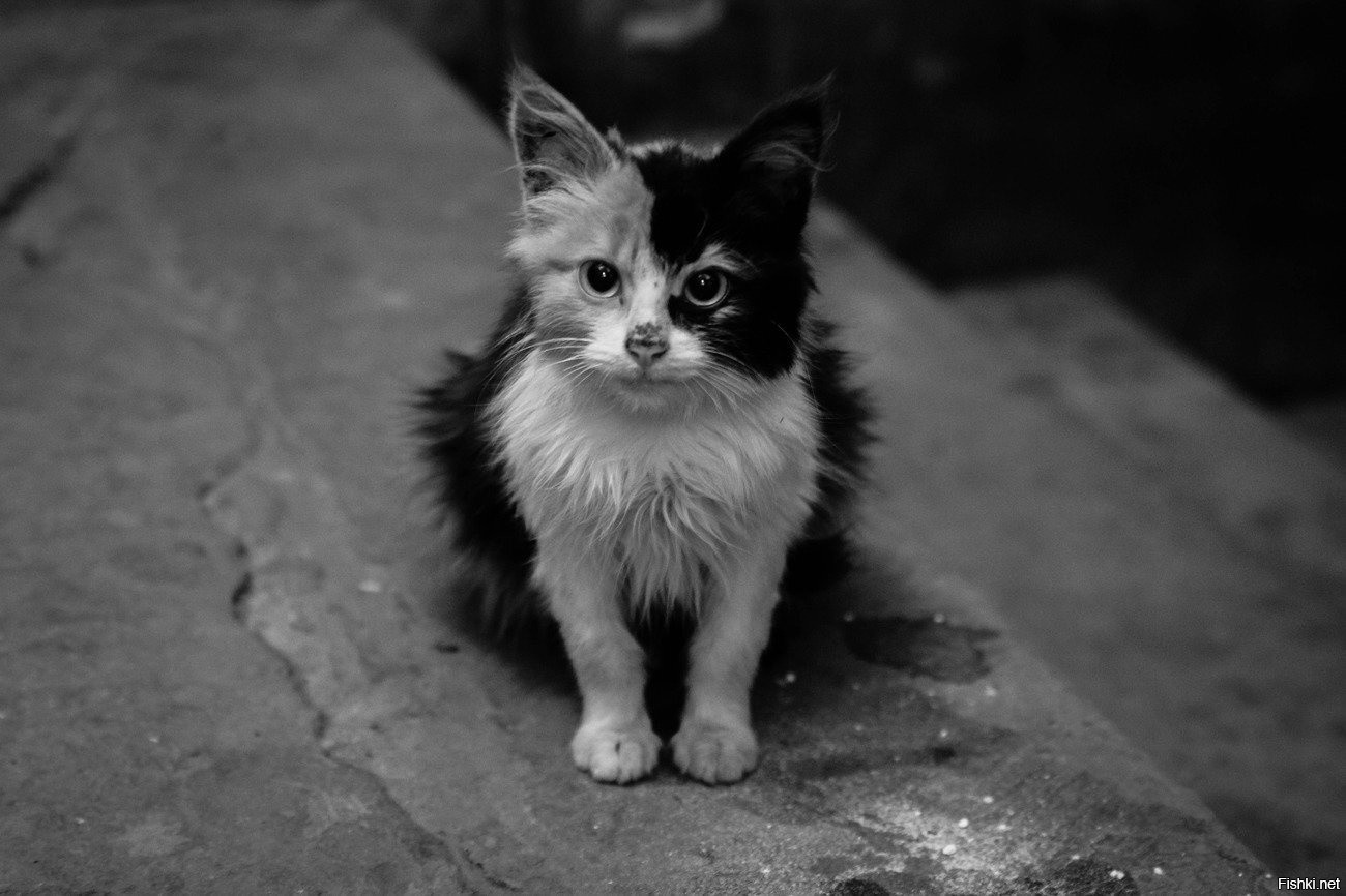Маленький черный белый котенок. Бездомный кот. Котенок черно-белый. Грустный Бездомный кот. Грустный котенок.