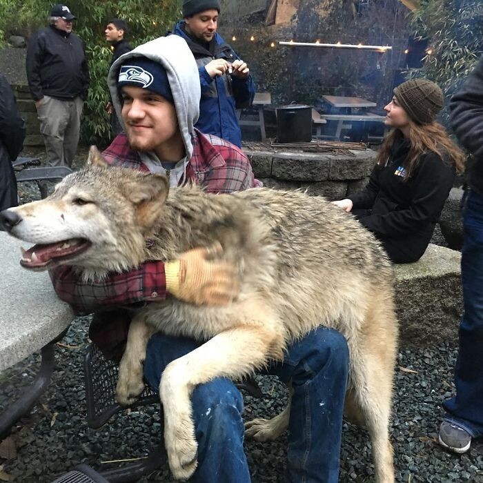 В США есть заповедник, где можно пообниматься с волками