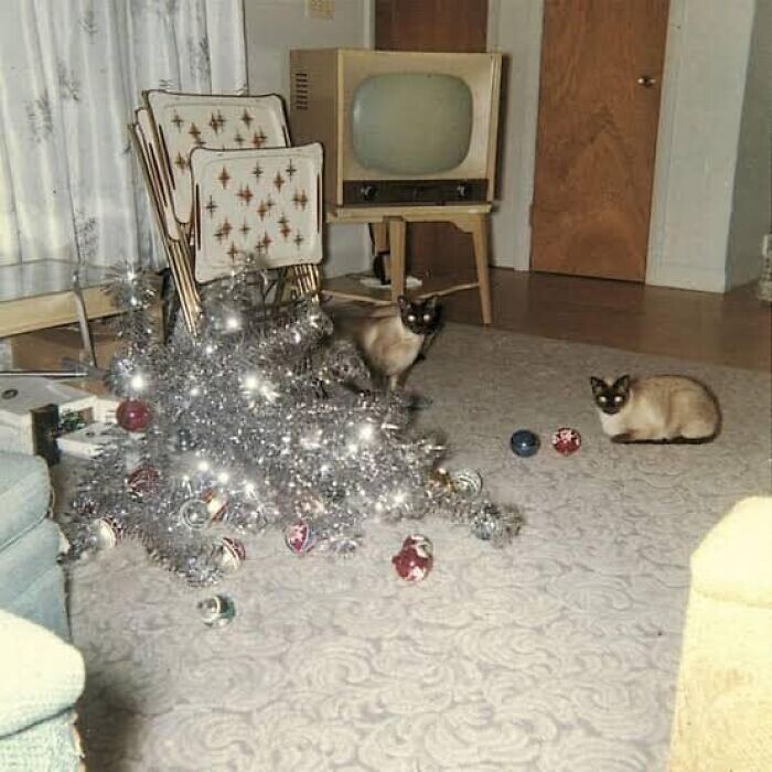 11. Здесь мы видим двух кошек в 1966 году. Они свято чтут рождественскую традицию ронять елку каждый год