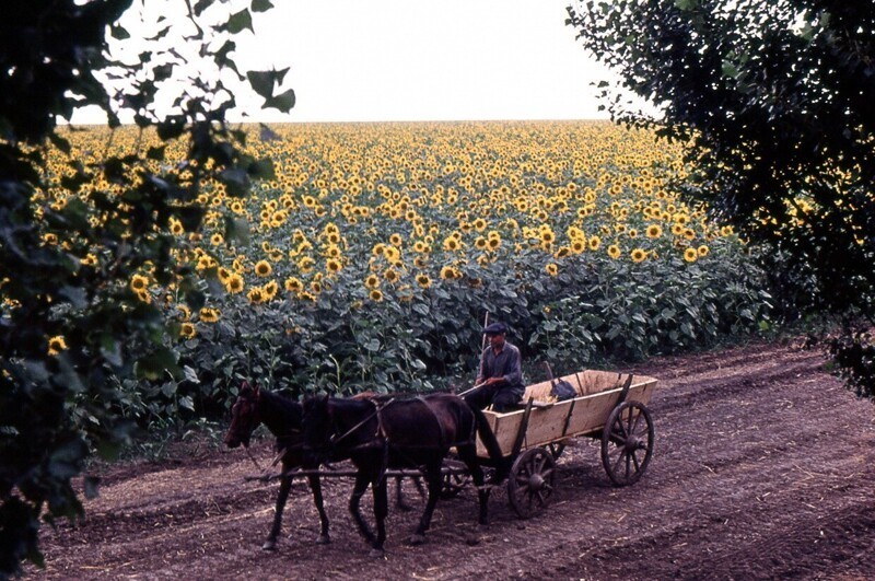 Крестьянин проезжает мимо поля подсолнухов в непосредственной близости от Кишинева. Молдавская СССР. Начало 1970-х  