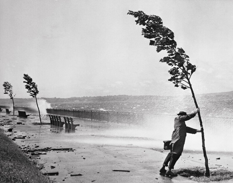 Человек, дерево и ураган Кэрол. Бруклин, 1954 год