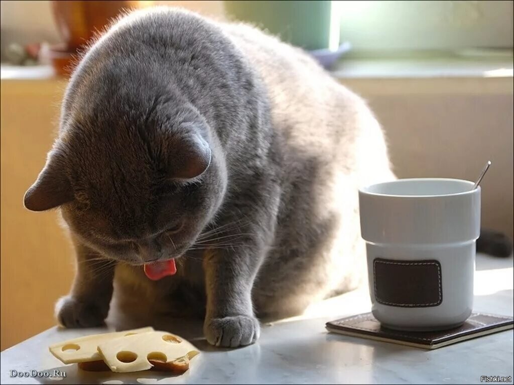 Можно давать котам сыр. Кот и кофе. Британский кот и кофе. Доброе утро с котом и кофе. Завтрак с котиками.