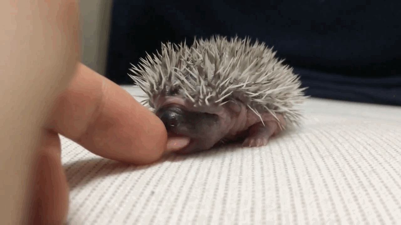 Новорожденный ежик