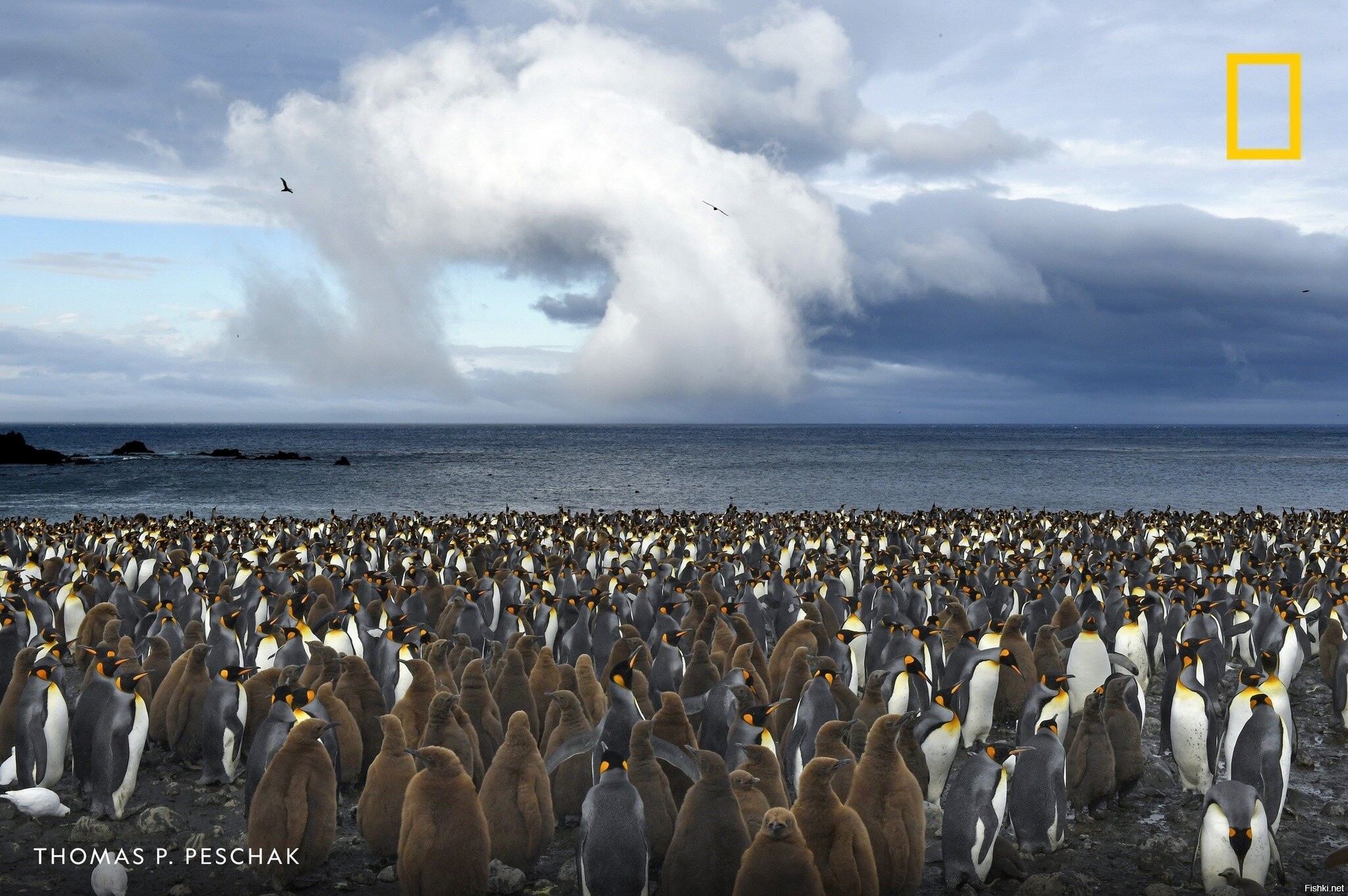 Марион айленд. Пингвины в ЮАР. Южная Африка пингвины киты. Остров Марион ЮАР. Южная Африка.