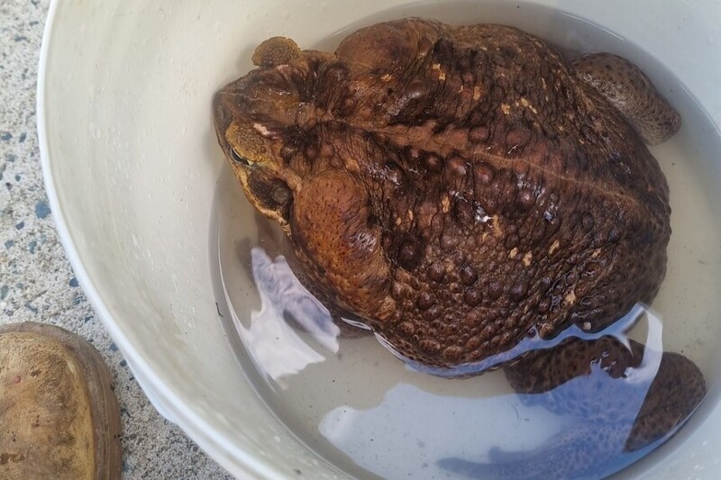 В Австралии поймали жабу гигантских размеров