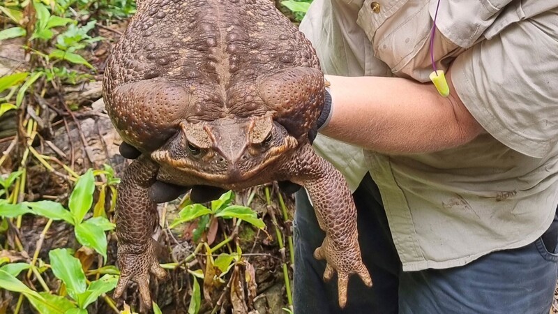 В Австралии поймали жабу гигантских размеров