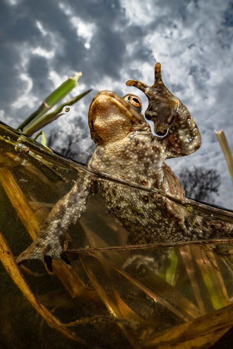 Лягушка и знак "мир". Фотограф Enrico Somogyi