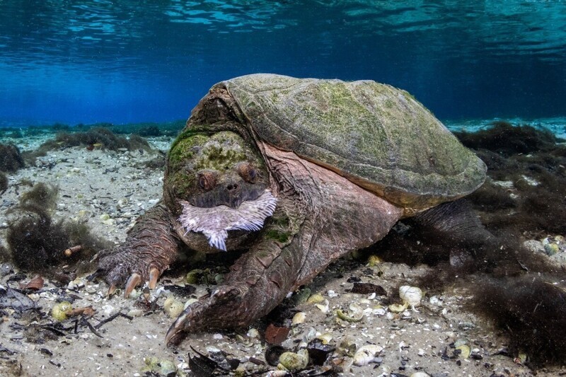 Каймановая черепаха обедает. Фотограф Bryant Turffs